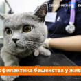 О профилактике бешенства у животных — специалисты Госкомитета по ветеринарии Республики Башкортостан.